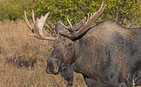 Yukon Hunting Adventures